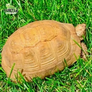 golden greek tortoise diet