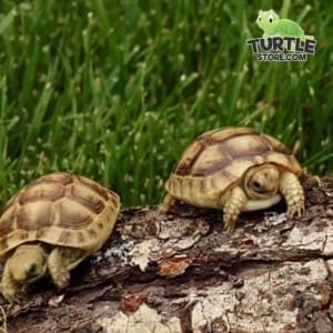 Golden Greek tortoise soaking