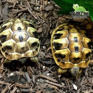 eastern hermann's tortoise feeding