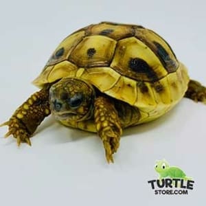 eastern hermann's tortoise care 