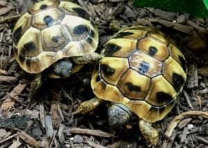 eastern hermann's tortoise substrate