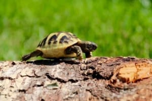 ibera greek tortoise size