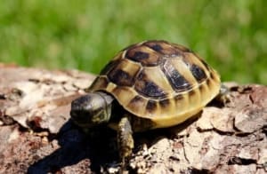 ibera greek tortoise feeding