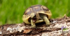 ibera greek tortoise lifespan