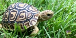 leopard tortoise for sale