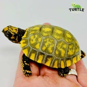 yellow footed tortoise care