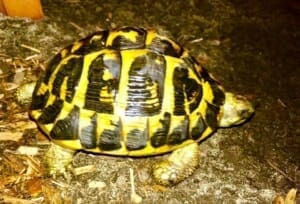 western hermann's tortoise appearance