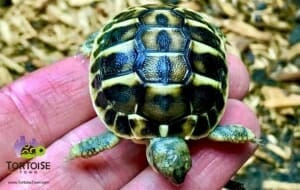 western hermann's tortoise temperature