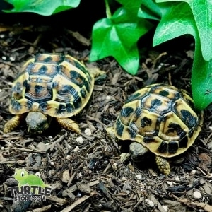 western hermann's tortoise substrate