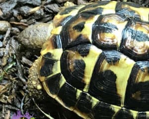 western hermann's tortoise lifespan