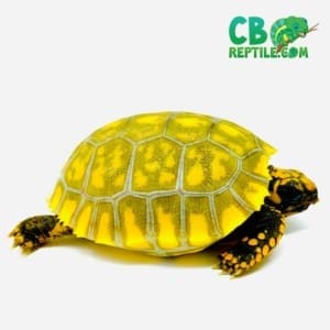 yellow footed tortoise humidity