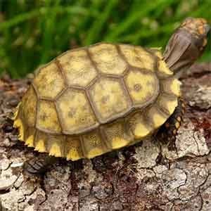 yellow footed tortoise lifespan