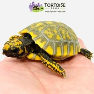 yellow foot tortoise diet