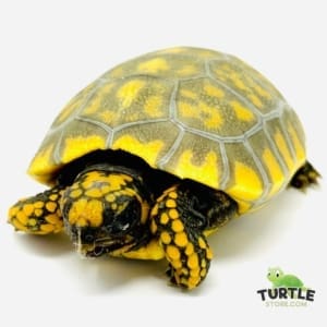 yellow footed tortoise size