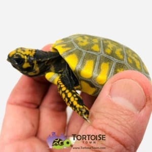 yellow footed tortoise diet