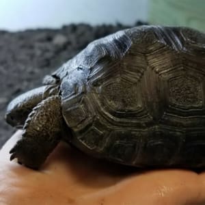 aldabra tortoise soaking