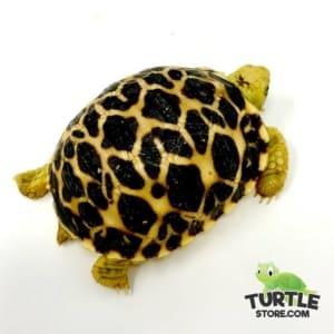 Burmese star tortoise lifespan