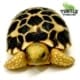 Burmese star tortoise for sale