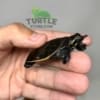 baby Florida Softshell Turtle