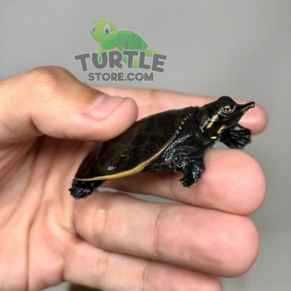 baby Florida Softshell Turtle