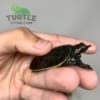 Florida Softshell Turtle for sale