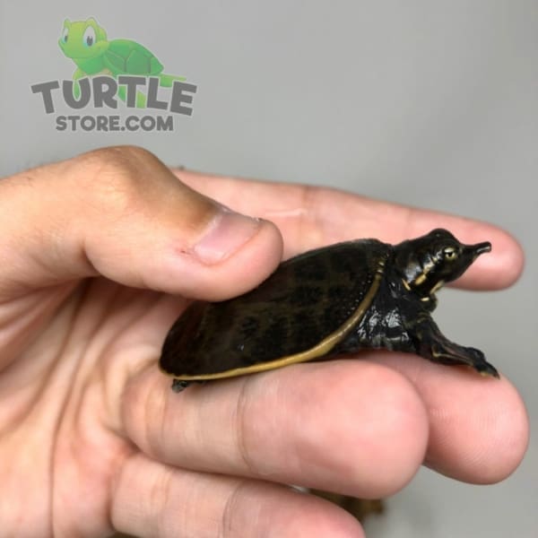 Florida Softshell Turtle for sale
