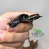 Florida Softshell Turtle for sale