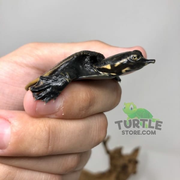 Florida Softshell Turtle for sale