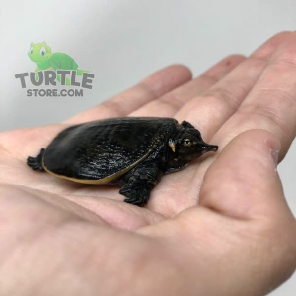 Florida Softshell Turtle