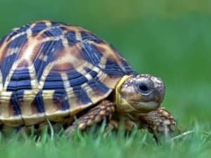 Sri lankan star tortoise lifespan