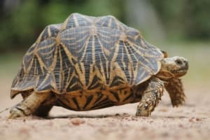 sri lankan star tortoise for sale