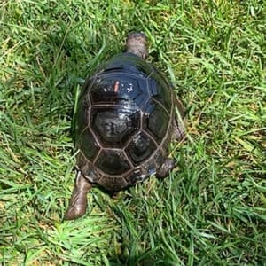 Aldabra tortoise enclosure