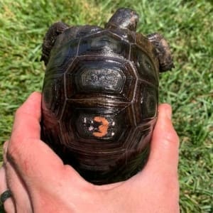 aldabra tortoise water