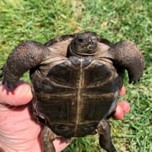 aldabra tortoise feeding