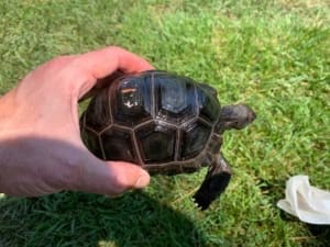 aldabra tortoise humidity