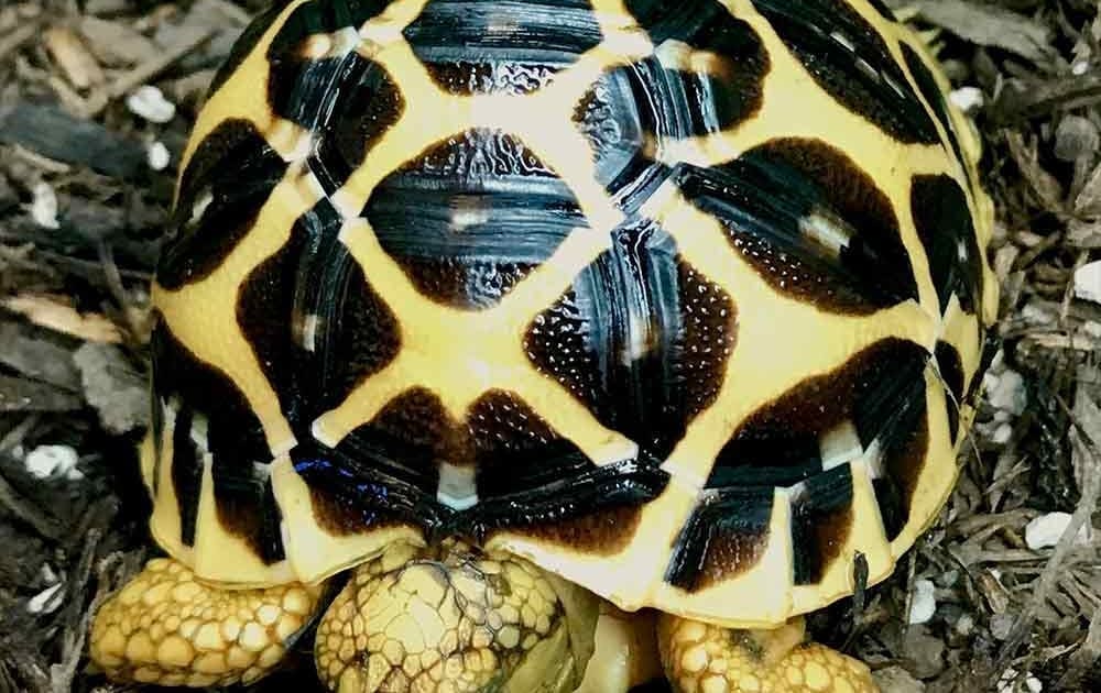 indian star tortoise care