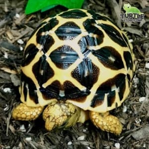 indian star tortoise care