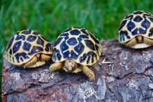 indian star tortoise habitat