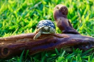 burmese star tortoise soaking