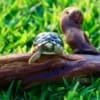 Burmese star tortoise size