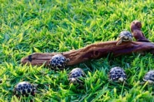 burmese star tortoise water