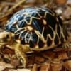burmese star tortoise