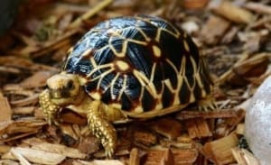 burmese star tortoise diet