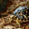burmese star tortoise breeder