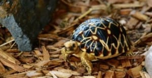 burmese star tortoise breeder