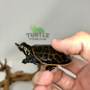 Florida Softshell Turtle