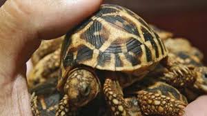 Sri lankan star tortoise diet