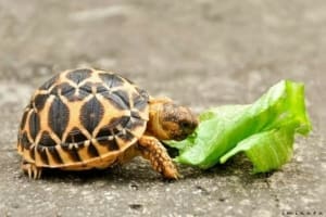 Sri lankan star tortoise lighting