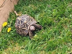 Sri lankan star tortoise size