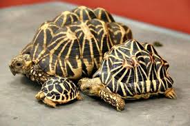 Sri lankan star tortoise breeder